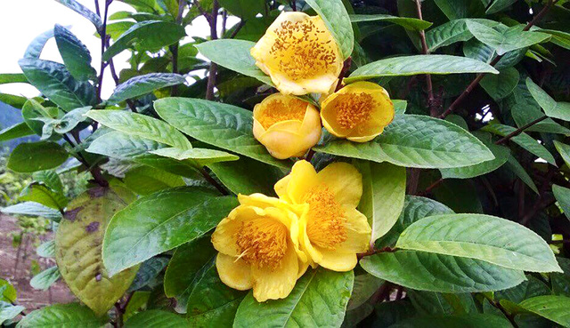 Hình ảnh cây trà hoa vàng