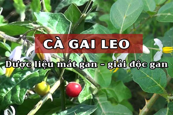 Các hoạt chất trong Cà gai leo giúp làm chậm sự tiến triển của xơ gan 